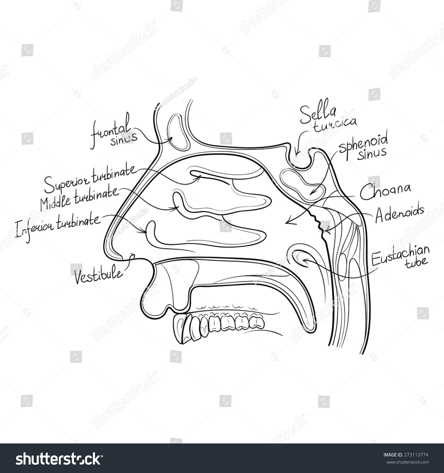 Nose Anatomy Outline Vector Illustration 库存矢量图免版税273113774 Shutterstock