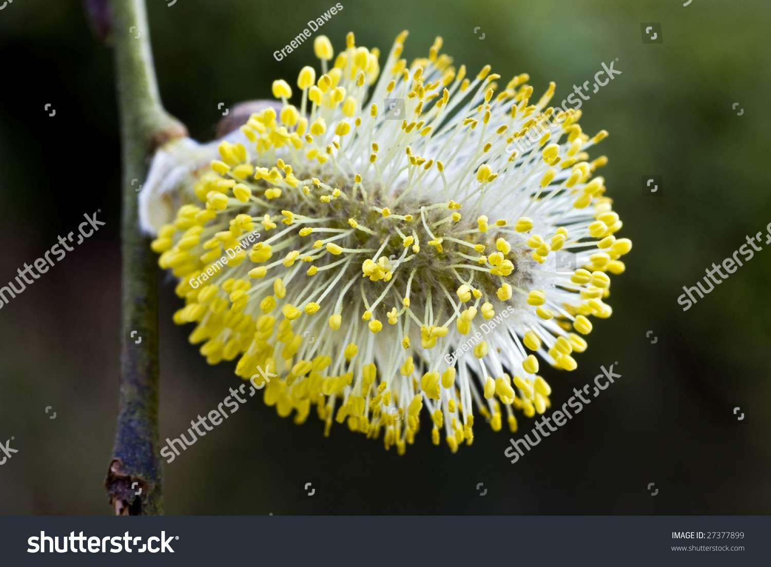 Pussy Willow Salix Caprea Male Catkins Stock Photo Shutterstock