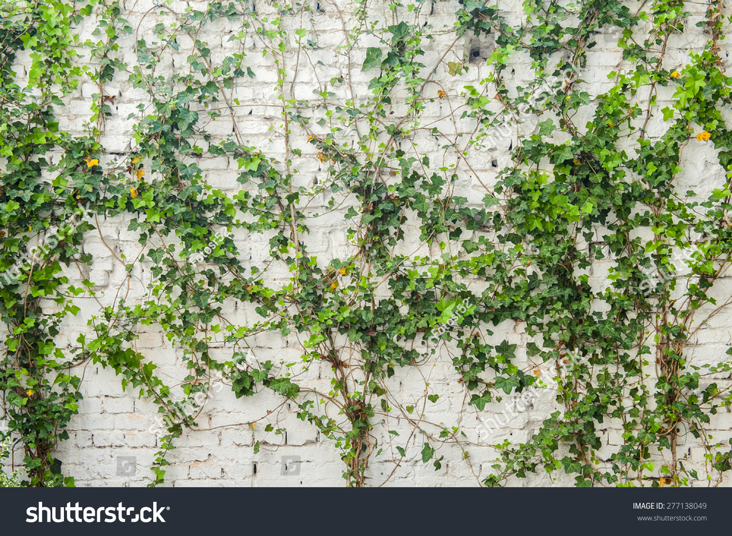 Ficus Pumila Climbing On White Wall Stock Photo Shutterstock