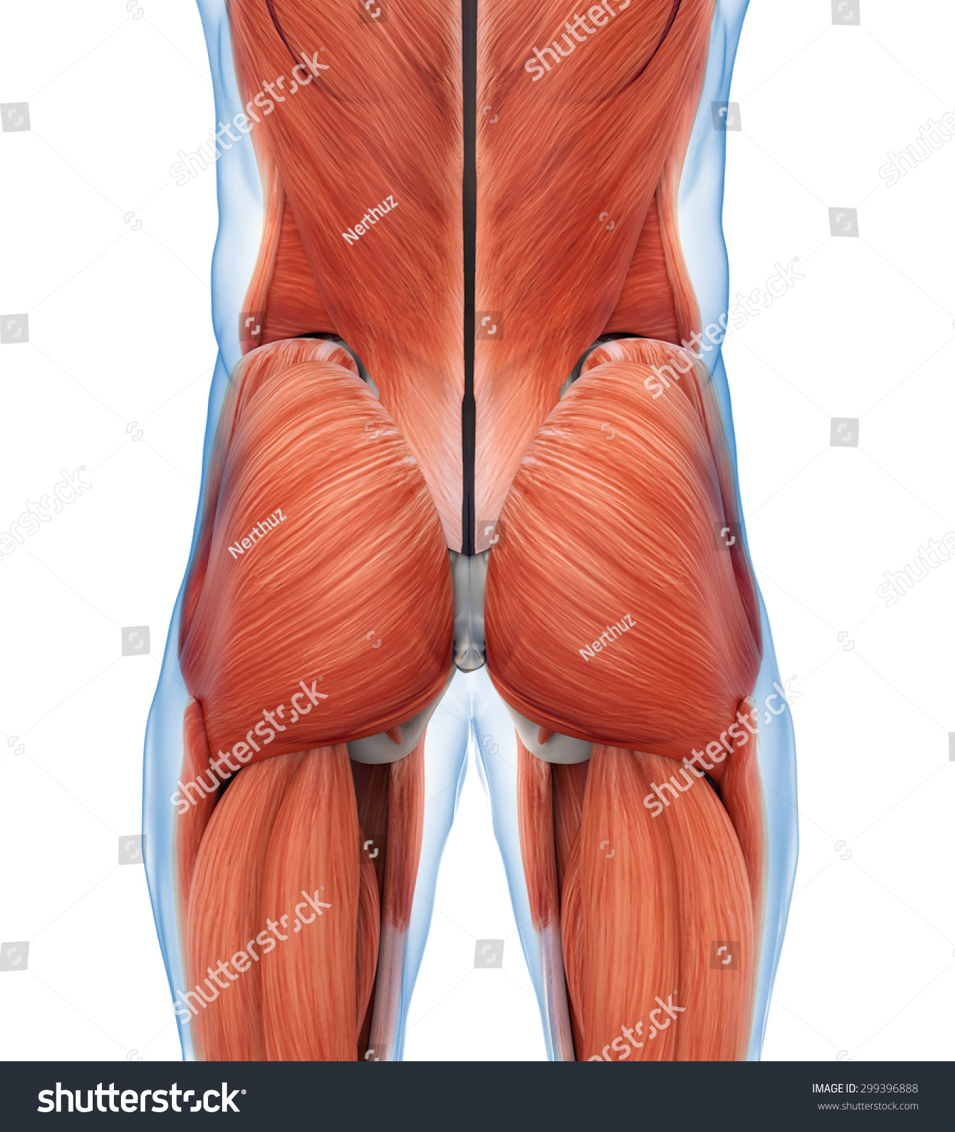 Ilustrasi Stok Buttock Muscles Anatomy Shutterstock