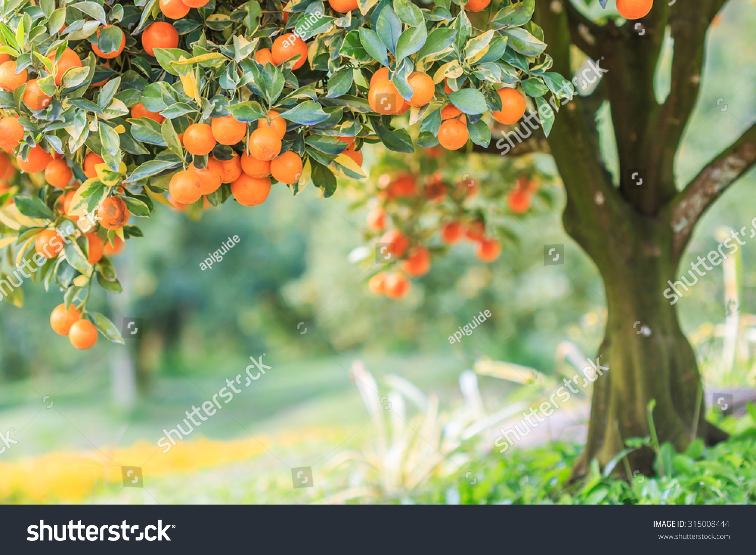 Orange Orange Tree Orange Park Stock Photo 315008444 Shutterstock