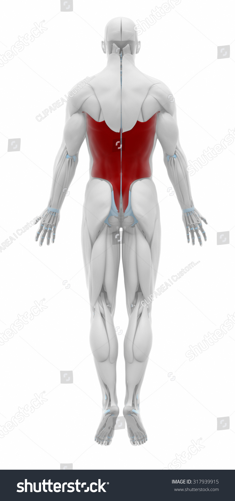 Ilustrasi Stok Latissimus Dorsi Muscles Anatomy Map