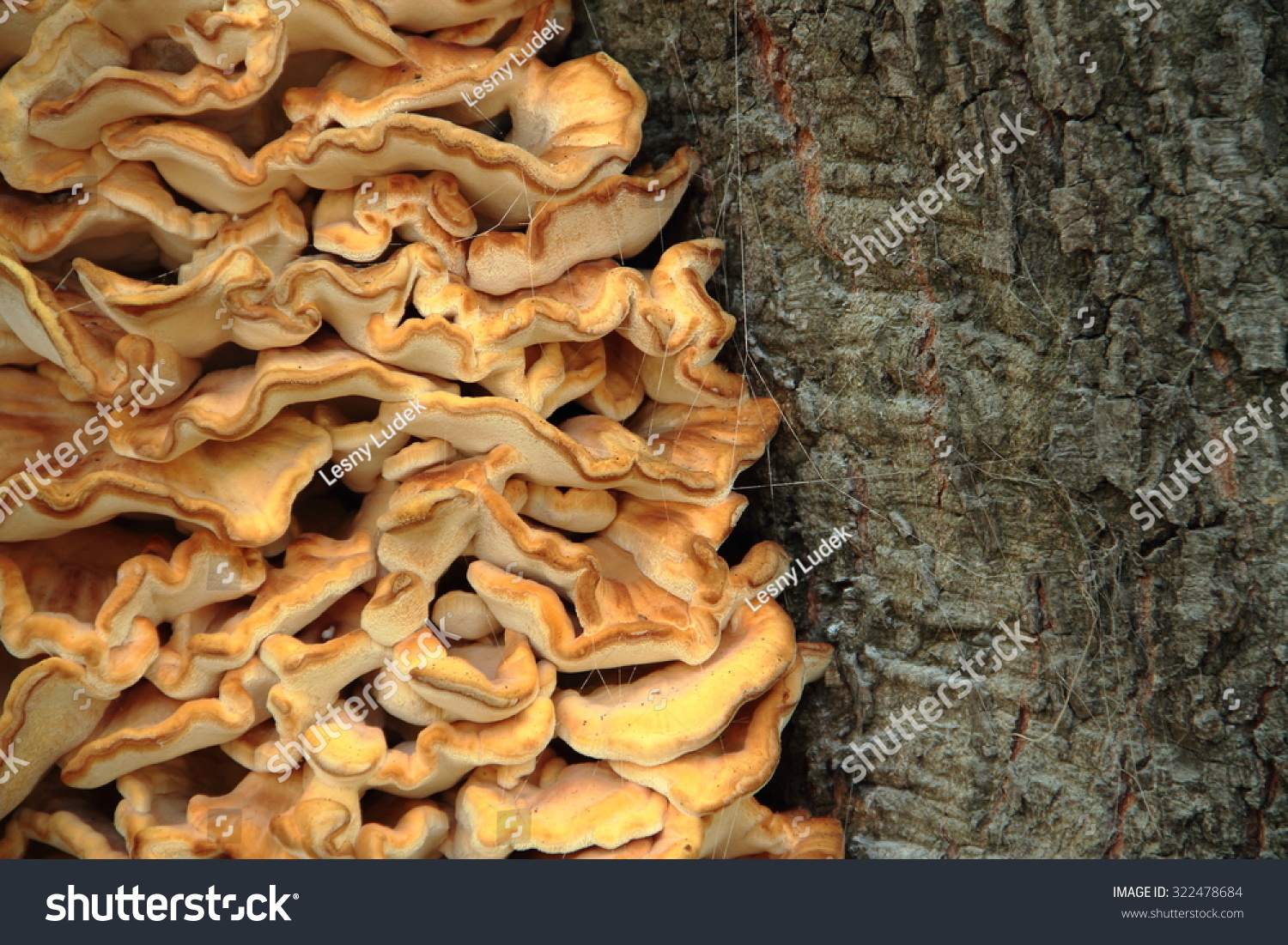 Laetiporus Sulphureus Sulfur Polypore Fungus Growing Stock Photo