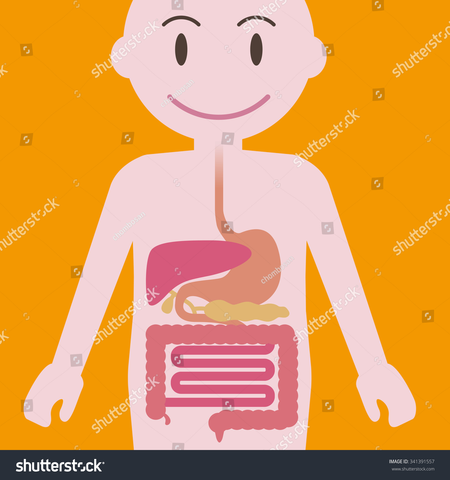 Vektor Stok Human Digestive Organs Simplified Illustration Tanpa