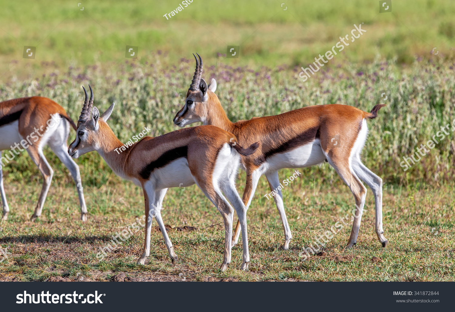 Grants Gazelles Ngorongoro Crater Tanzania Stock Photo 341872844