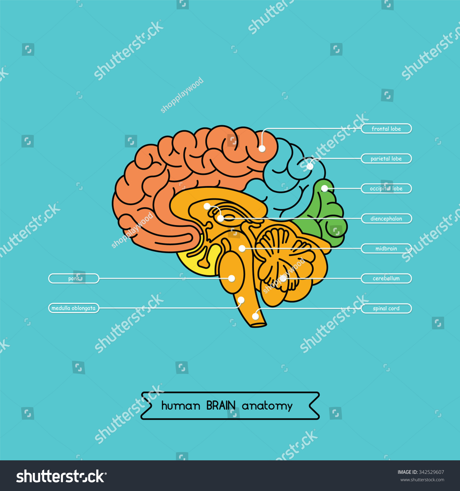 Vektor Stok Human Brain Anatomy Structure Human Brain Tanpa Royalti