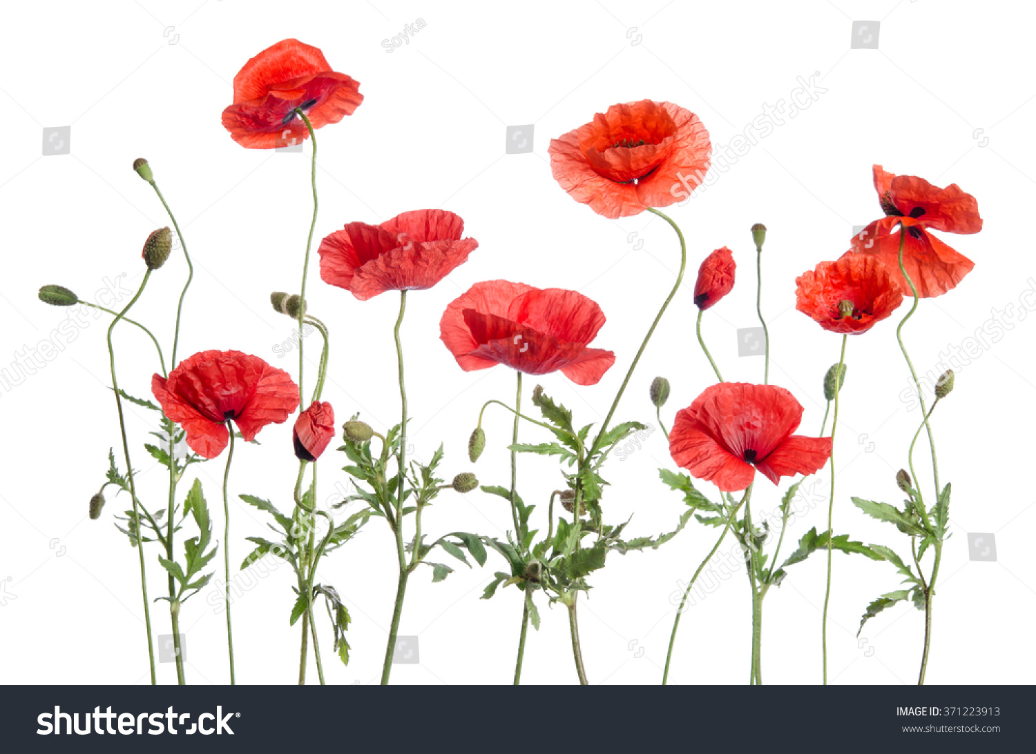 Red Poppies Isolated On White Background Stock Photo 371223913