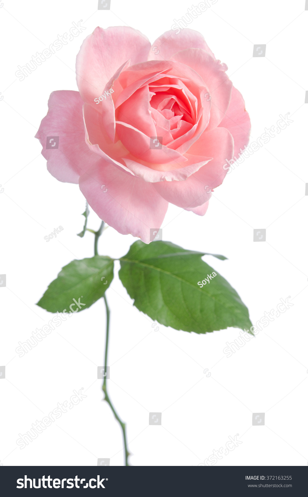 Beautiful Fresh Pink Rose Isolated On Shutterstock