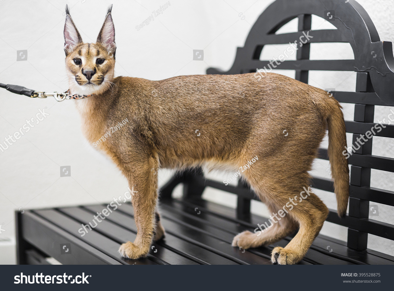 Caracal Months Old Standing Bench Stock Photo Shutterstock