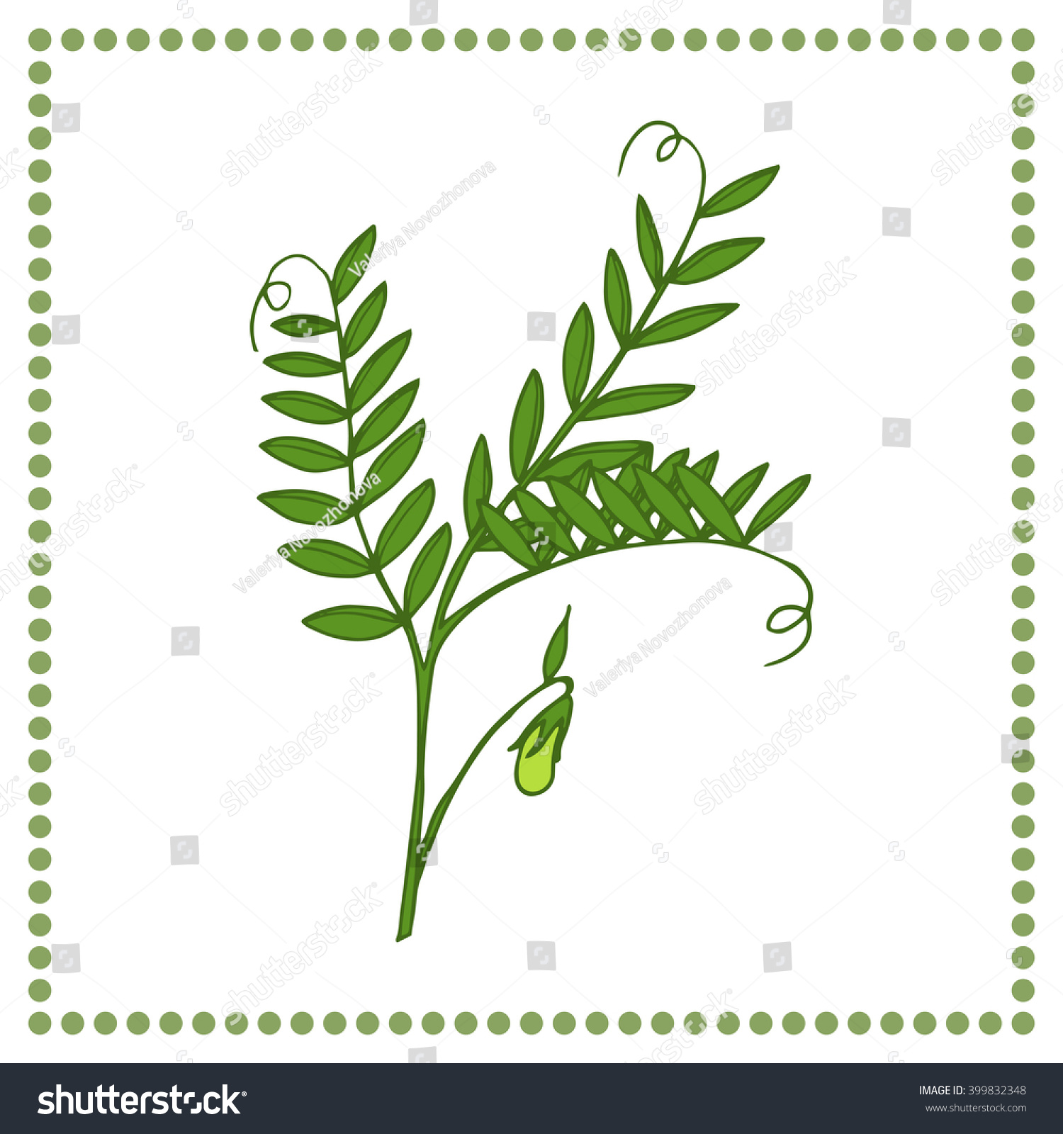 Hand Drawn Vegetables Hand Drawn Lentil Stock Vector Royalty Free