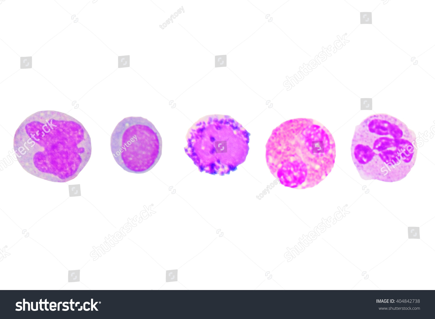 Leukocyte Serieswhite Blood Cells Serieslymphocyte