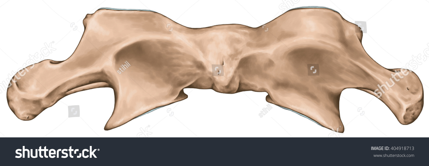 Didactic Board Cervical Spine Vertebral Morphology Stock Illustration Shutterstock