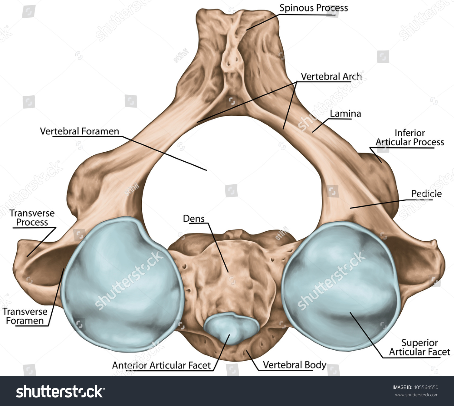 Didactic Board Cervical Spine Vertebral Morphology стоковая