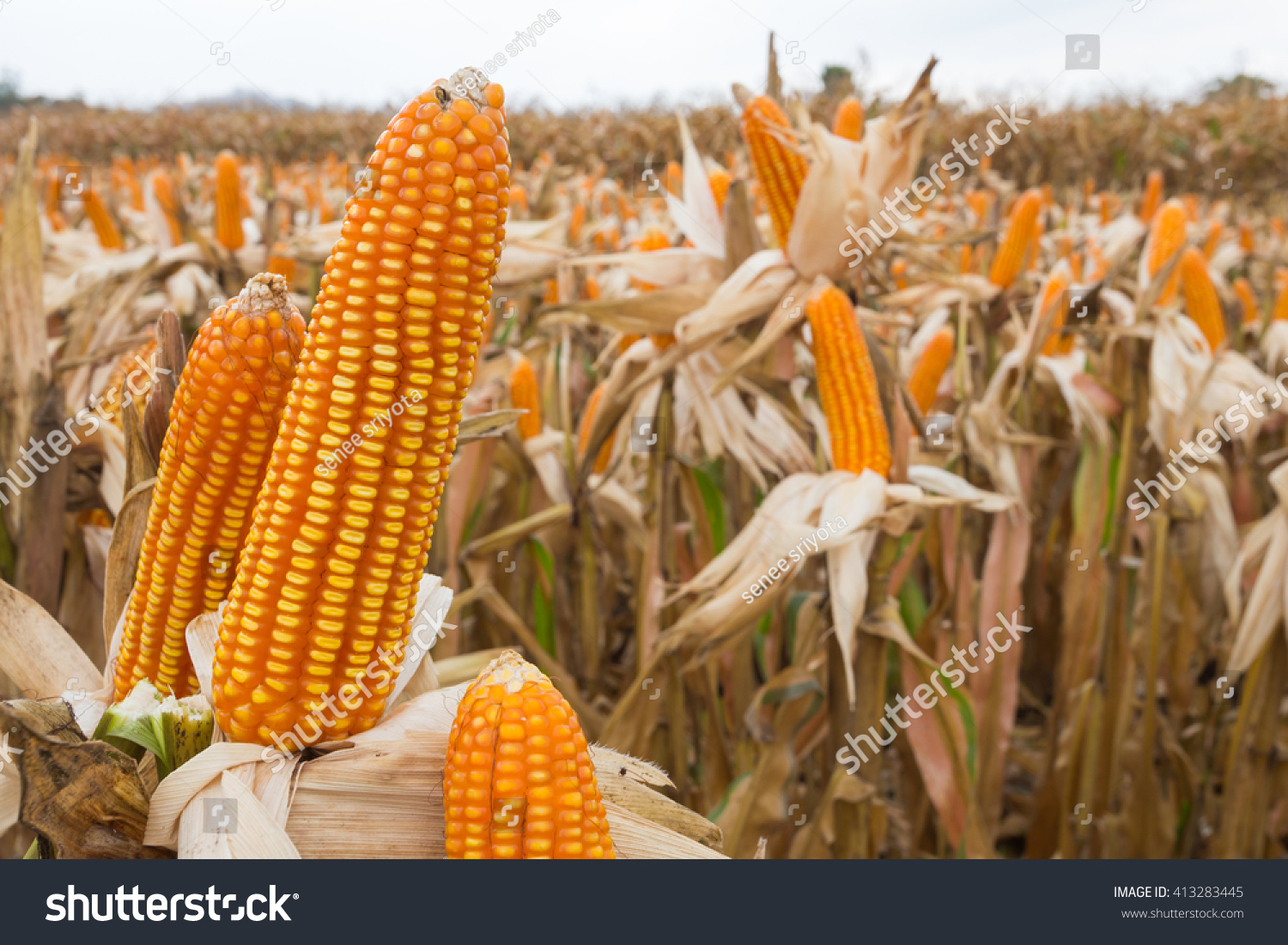 Ifthese Asses Were Made Of Corn