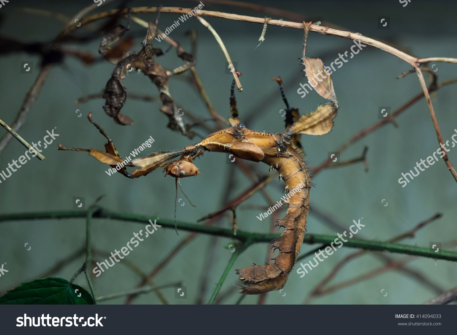 Giant Prickly Stick Insect Extatosoma Tiaratum Foto Stok 414094033