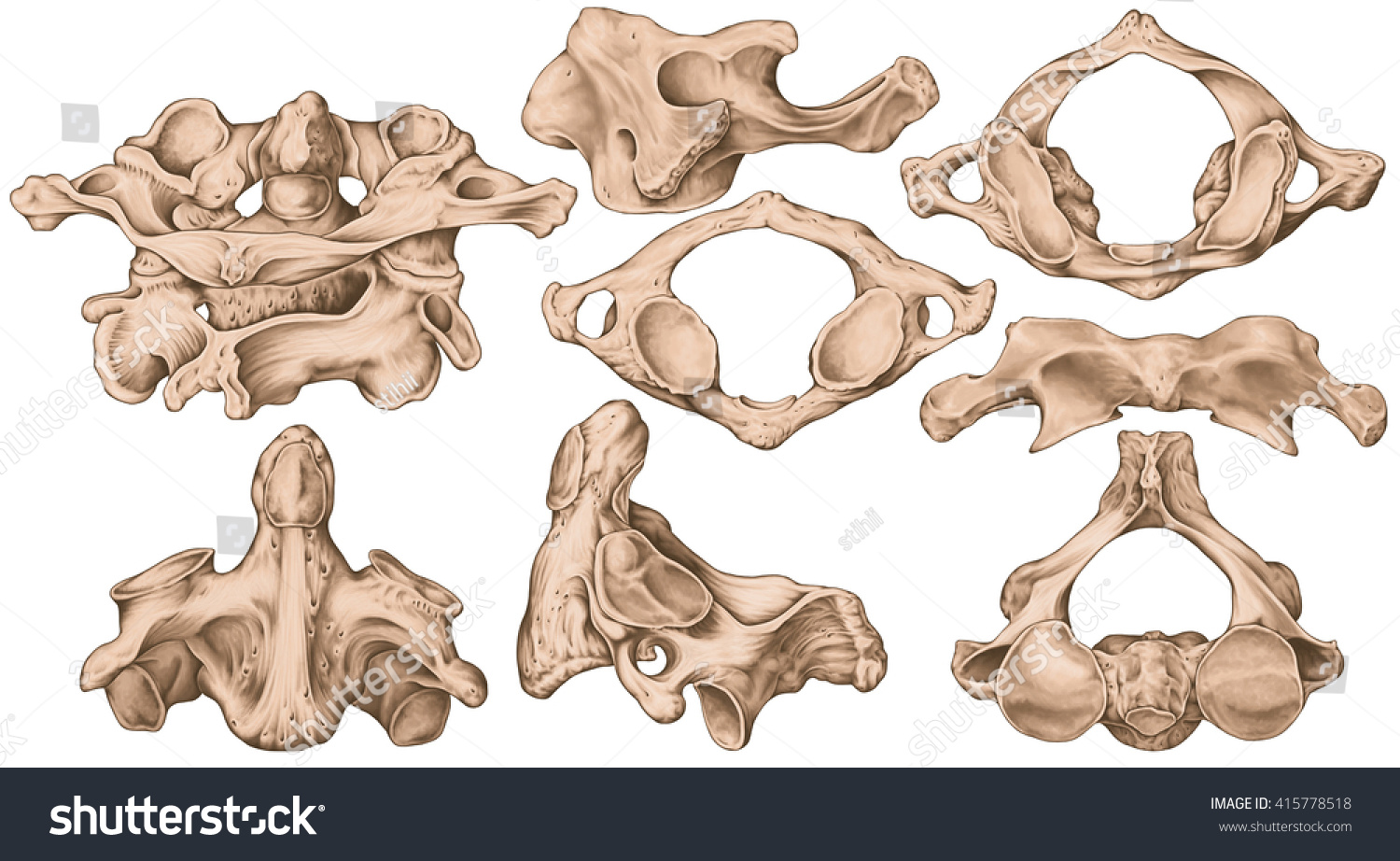 Didactic Board Cervical Spine Vertebral Morphology Stock Illustration Shutterstock