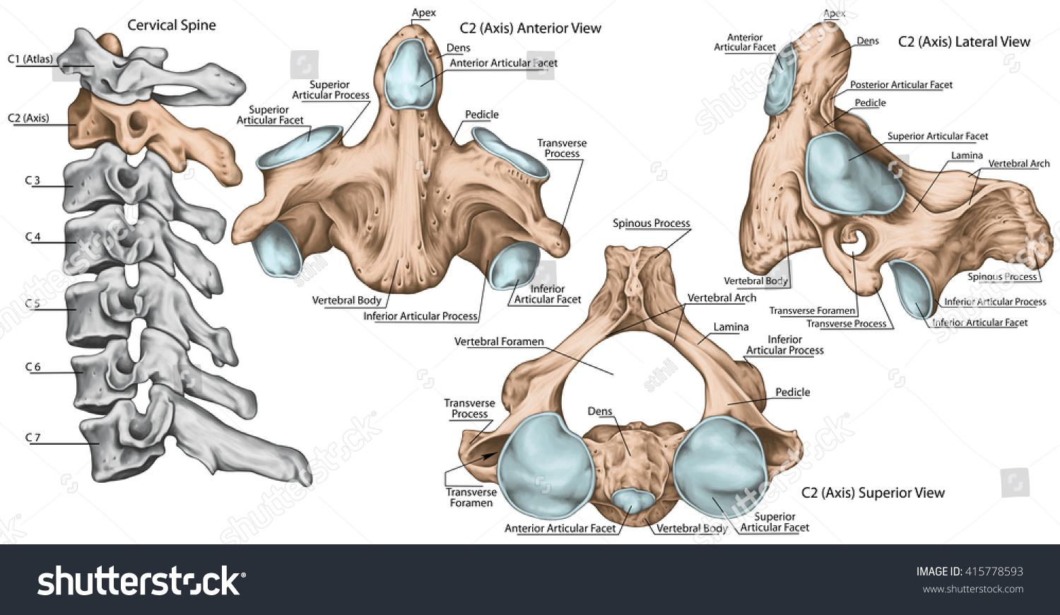 Ilustrasi Stok Didactic Board Cervical Spine Vertebral Morphology Shutterstock