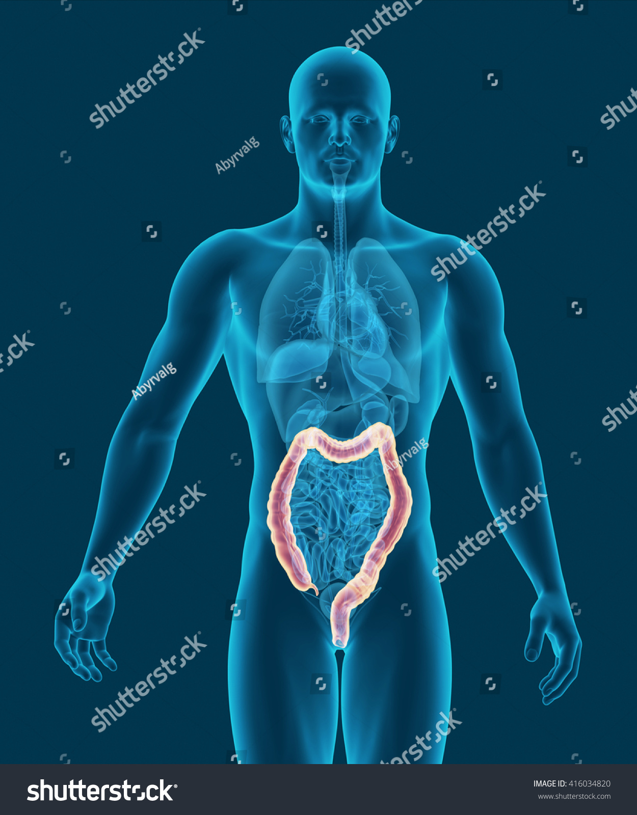 Ilustrasi Stok Anatomy Human Colon Digestive Organs Xray