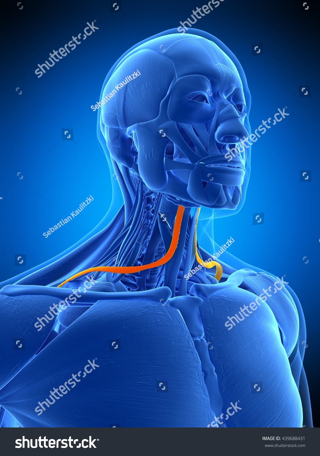 3d Rendered Medically Accurate Illustration Omohyoid Stock Illustration