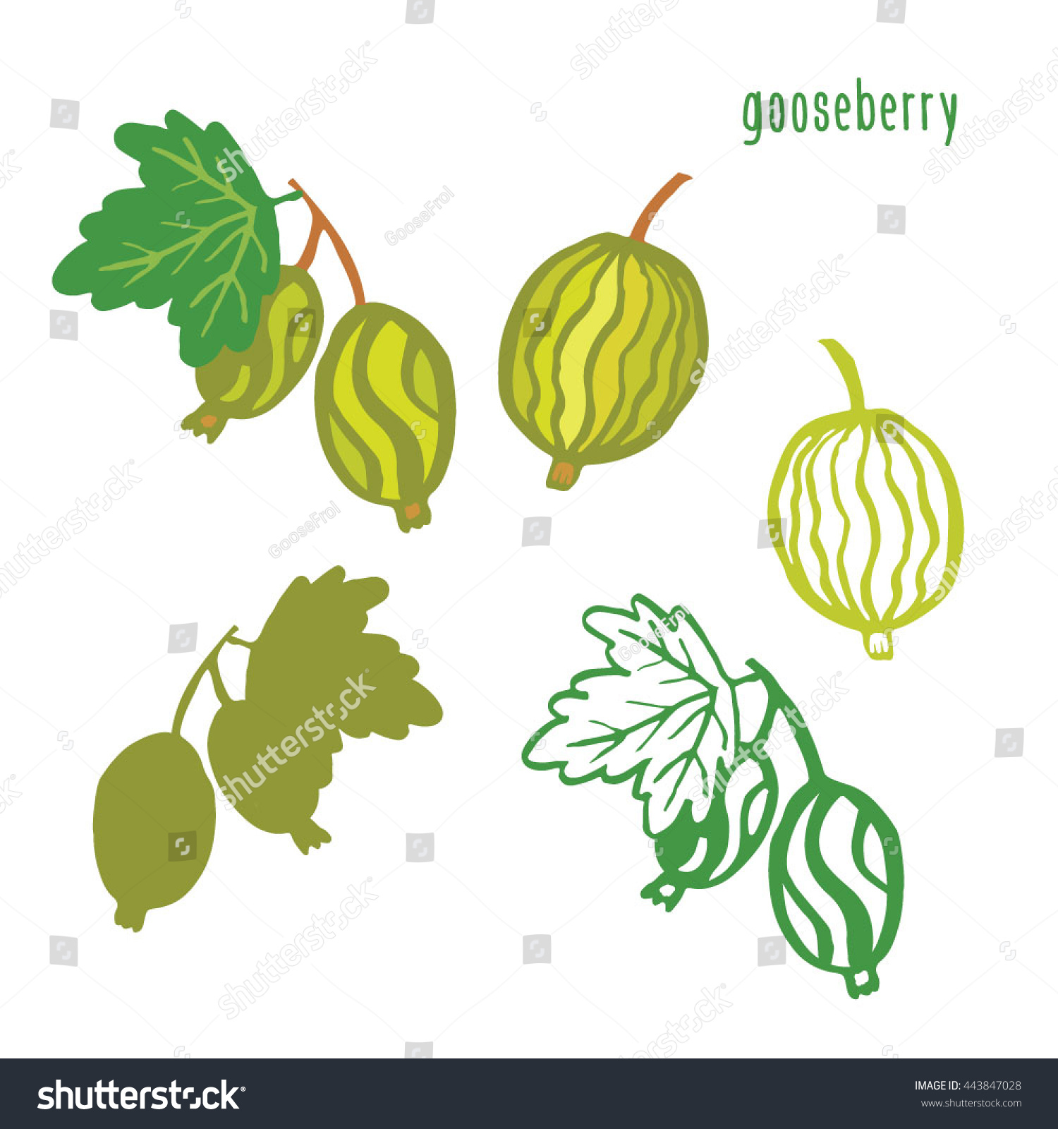 Gooseberry Graphic Vector Set Stock Vector Royalty Free 443847028