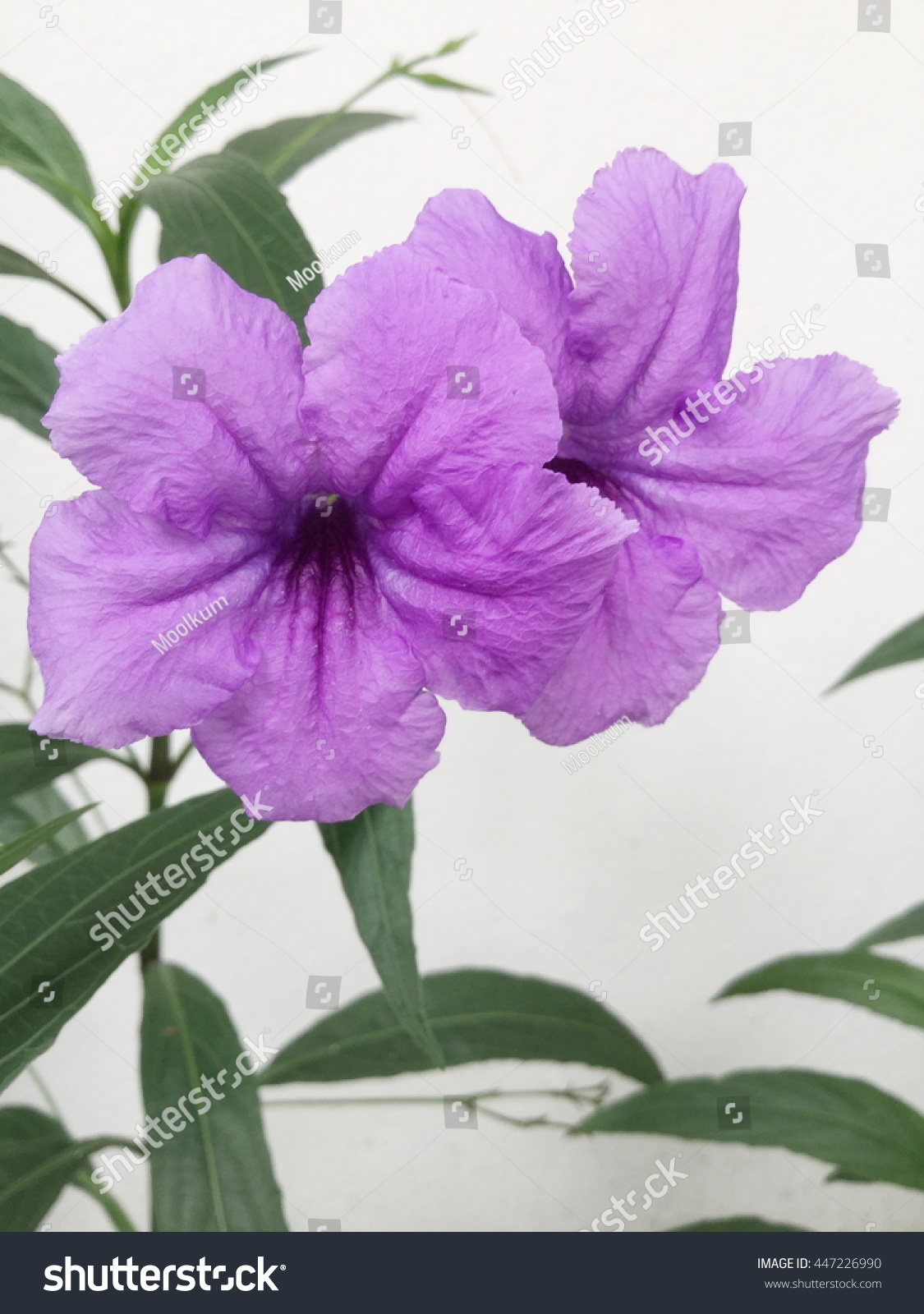 Purple Ruellias Flower Garden Ruellia Tuberosa Stock Photo