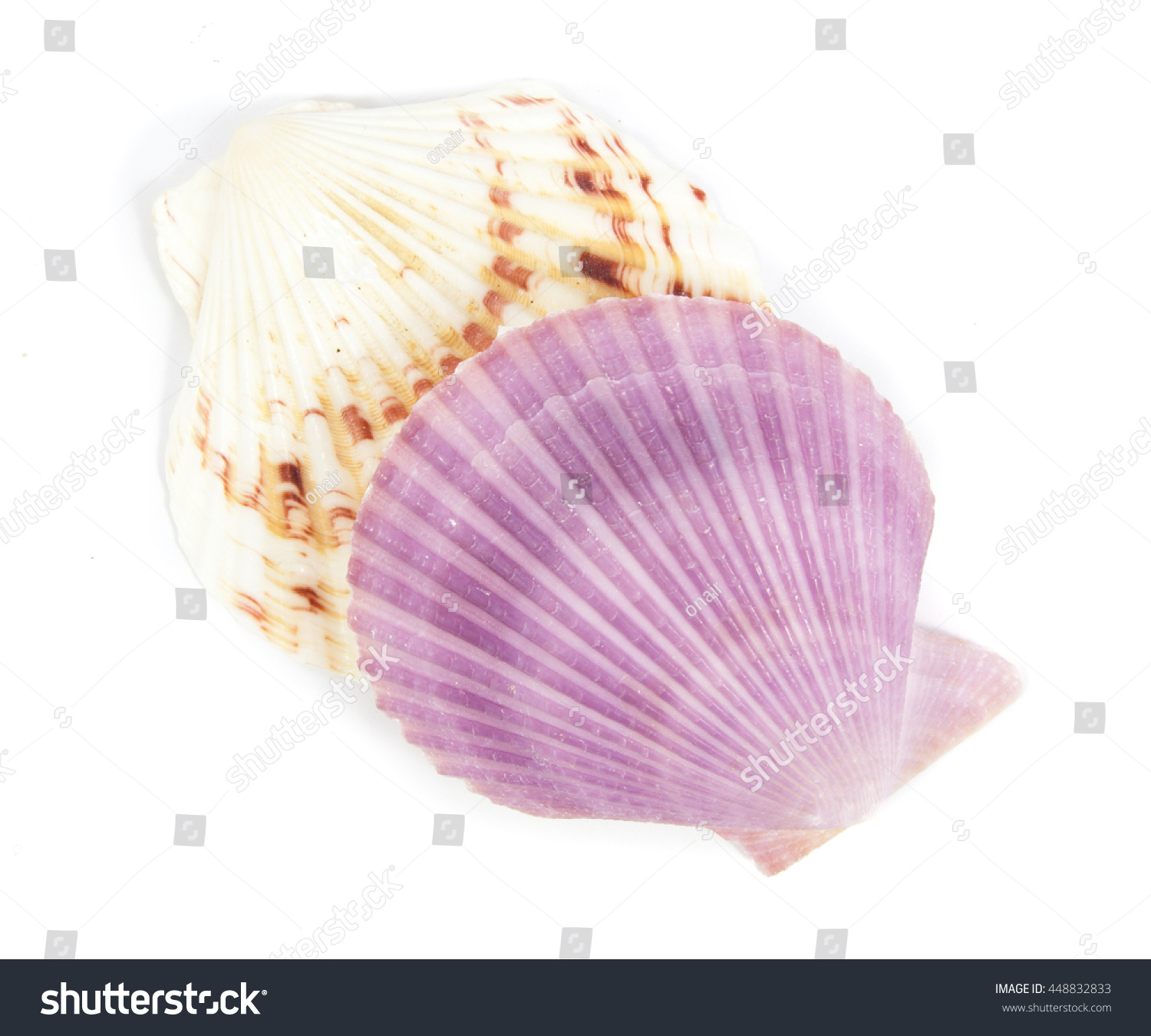 Shell See Pectinidae On White Background Stock Photo 448832833