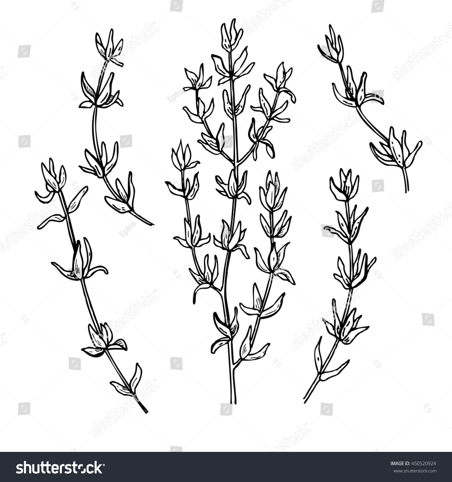 Thyme Vector Drawing Set Isolated Thyme Stock Vector Royalty Free