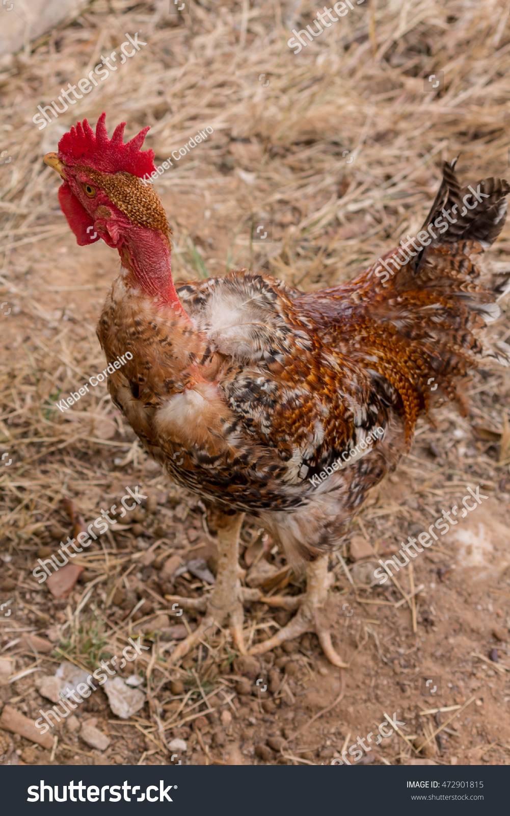 Transylvanian Naked Neck Turken Rooster Rare Stock Photo