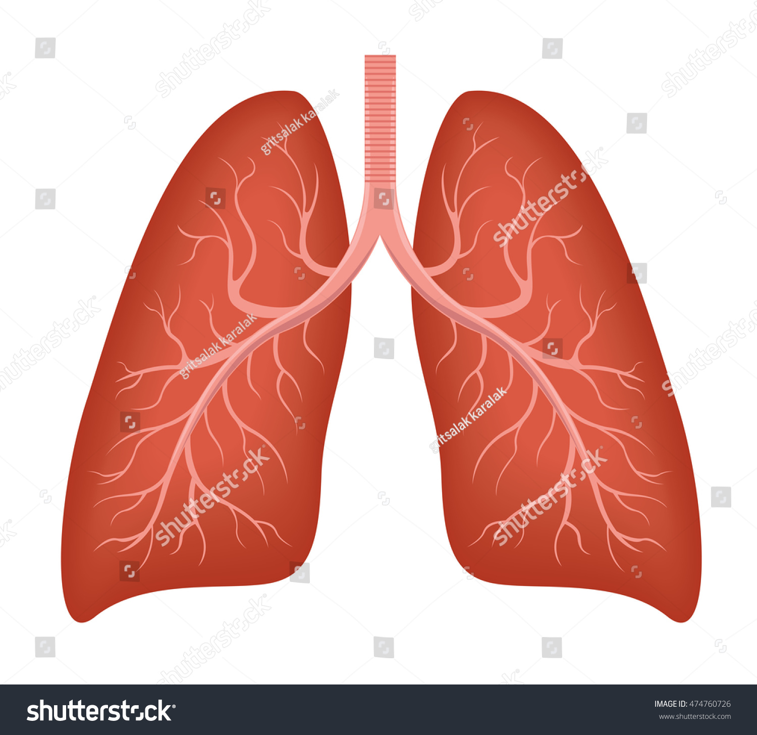 Human Lung Anatomy Diagram Illness Respiratory Stock Vector Royalty