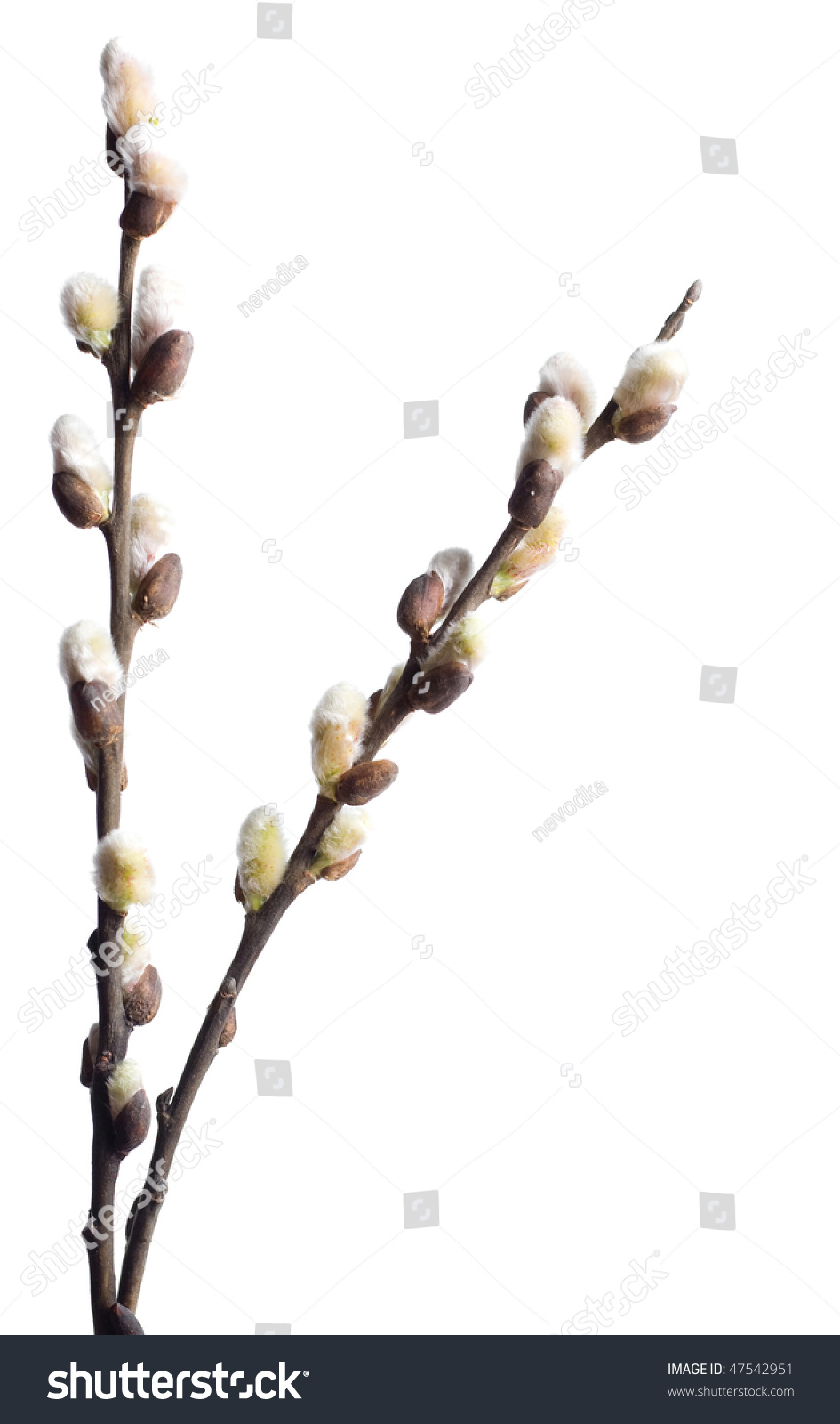 Pussy Willow Stock Photo 47542951 Shutterstock