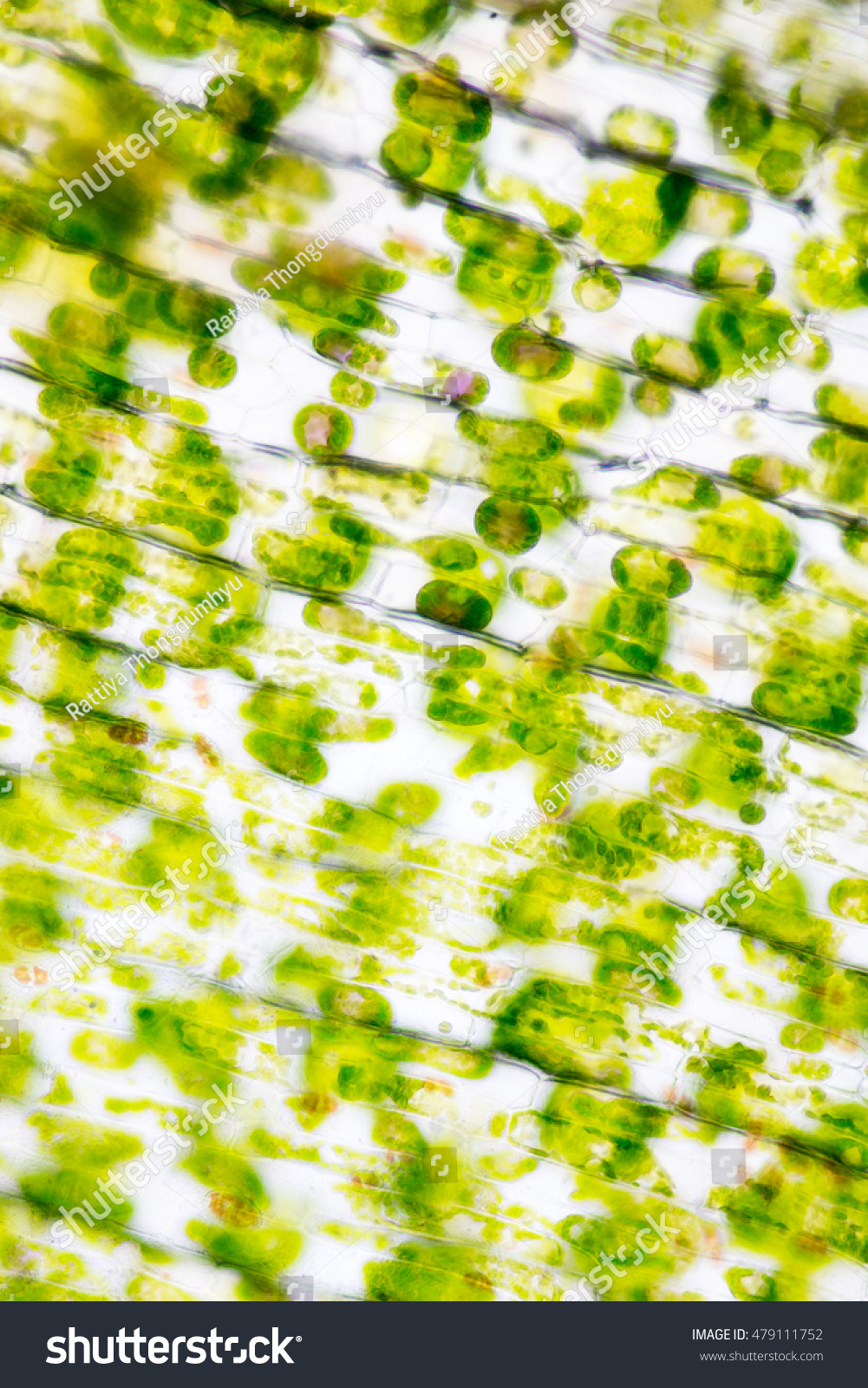 Cell Structure Hydrilla View Leaf Surface Stock Photo 479111752