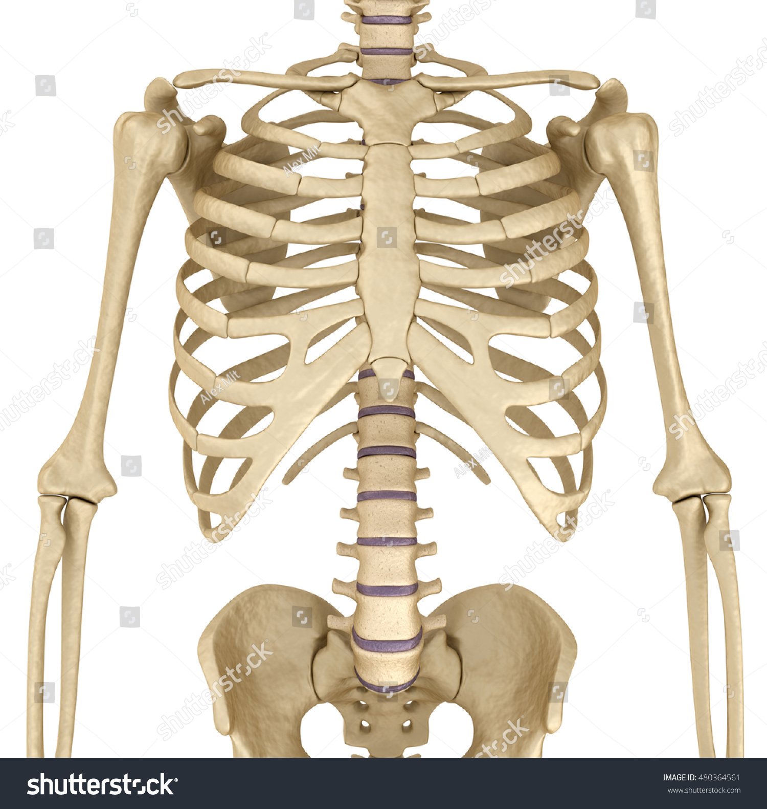 Human Skeleton Breast Chest Front View Stock Illustration