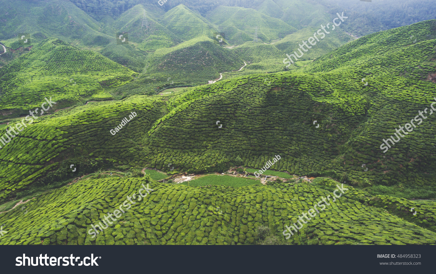 552 Cameron Highlands District Stock Photos Images Photography