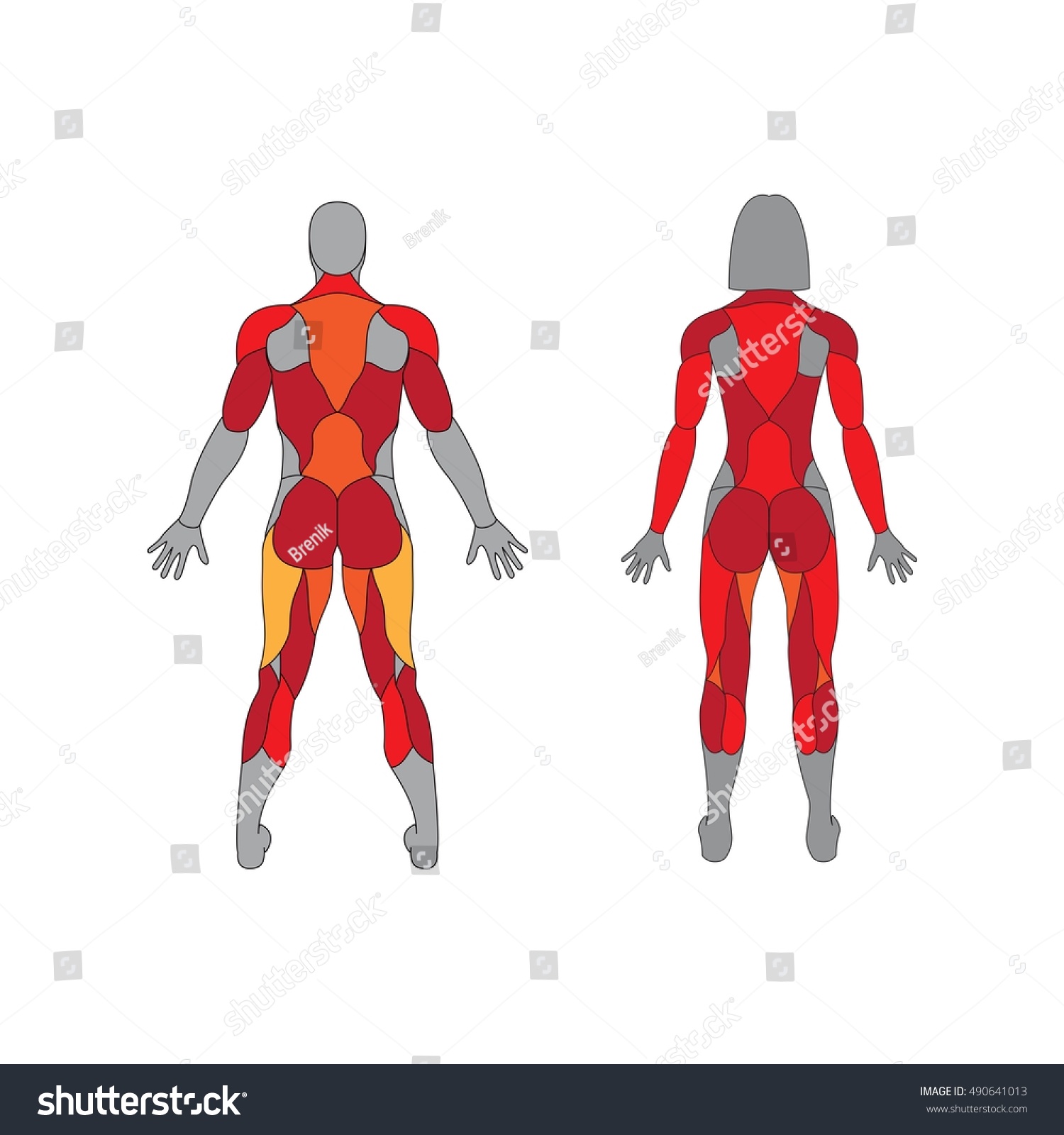 Muscular System On White Background Human Stock Vector Royalty Free