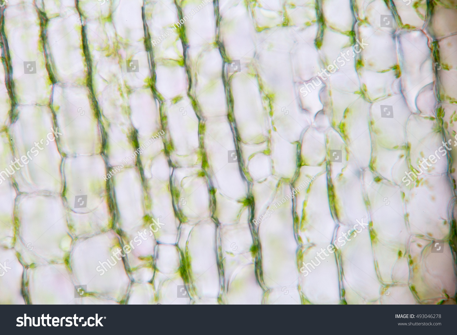 Cell Structure Hydrilla View Leaf Surface Stock Photo