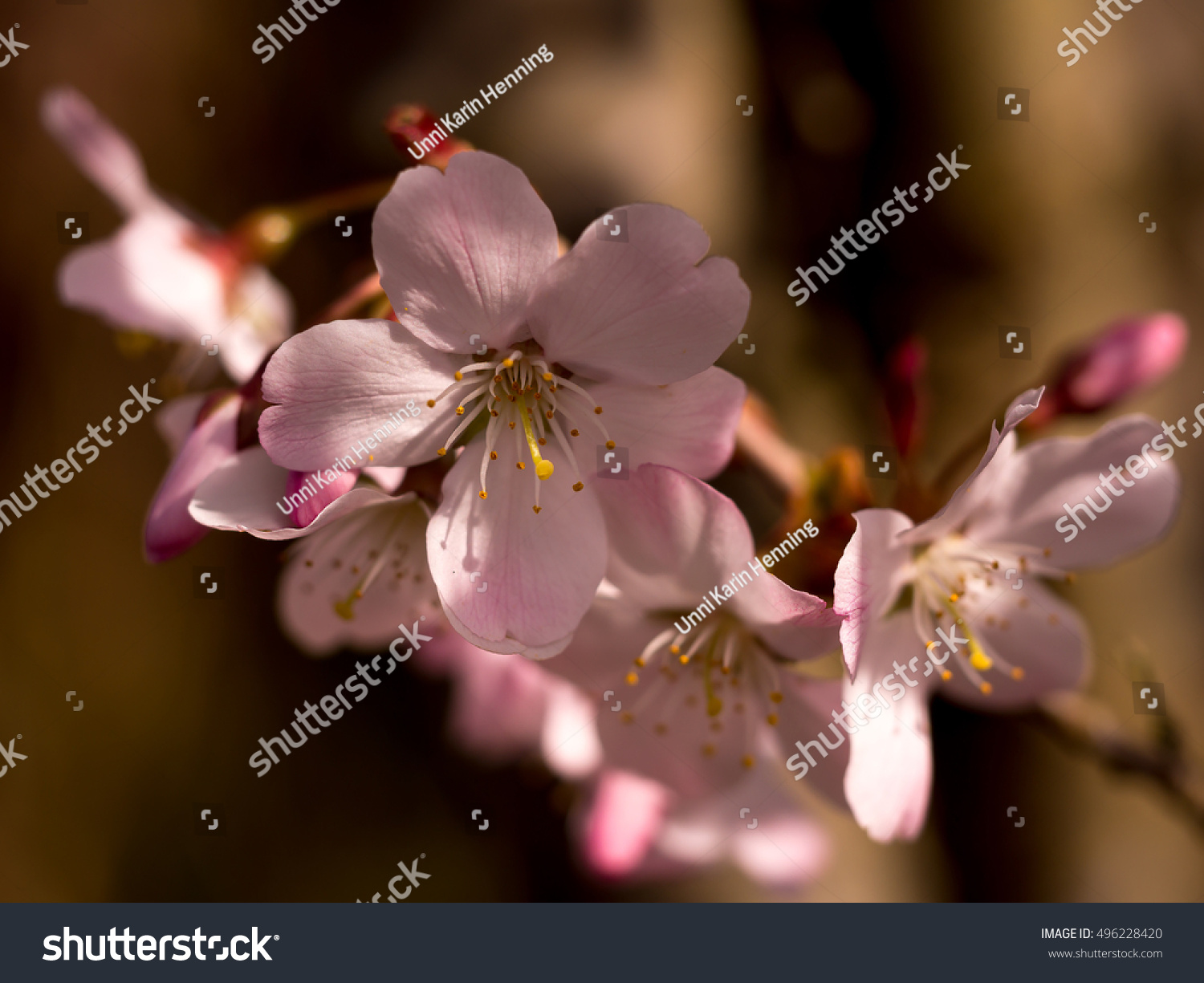 Prunus Serrulata Amanogawa Japanese Flowering Cherry Stock Photo