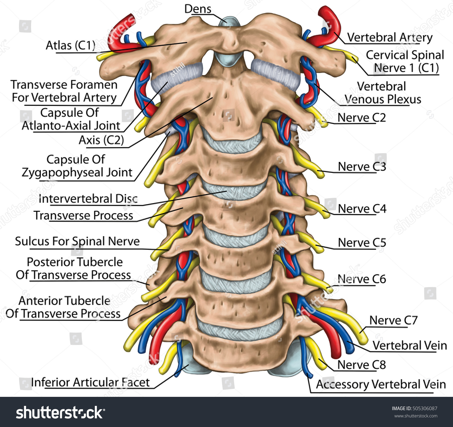 Ilustrasi Stok Cervical Spine Both Vertebral Arteries Transverse Shutterstock