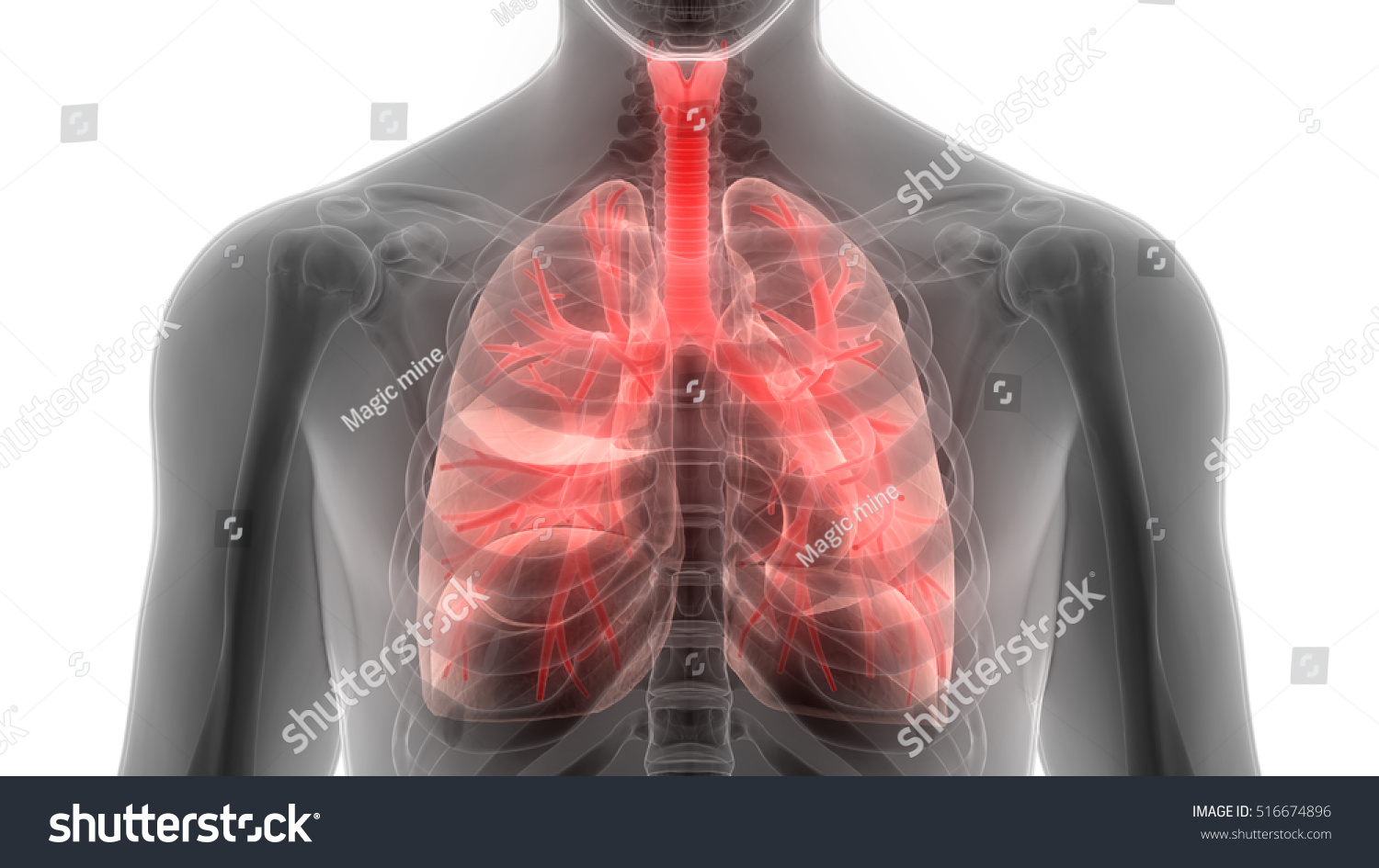 Human Body Organs Lungs Anatomy D Shutterstock