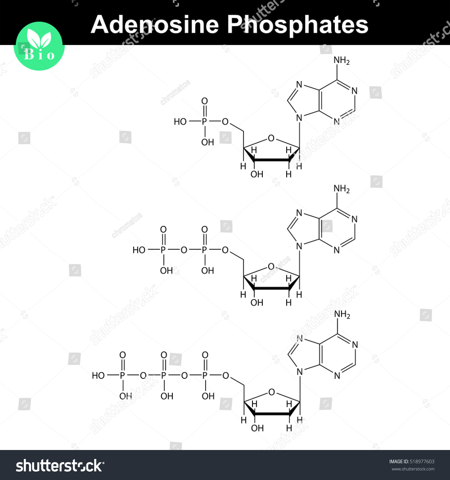 Atp Adp Chemical Structures Skeletal Stock Illustration 518977603