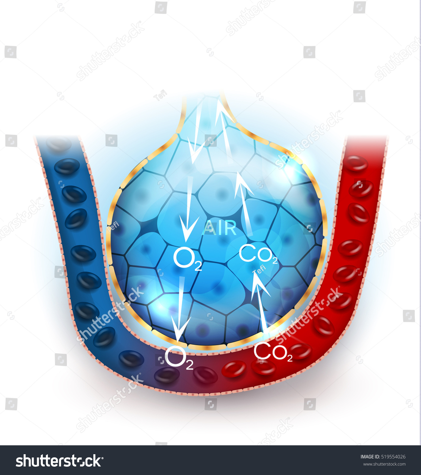 Anatomía de alveoli intercambio de oxígeno vector de stock libre de