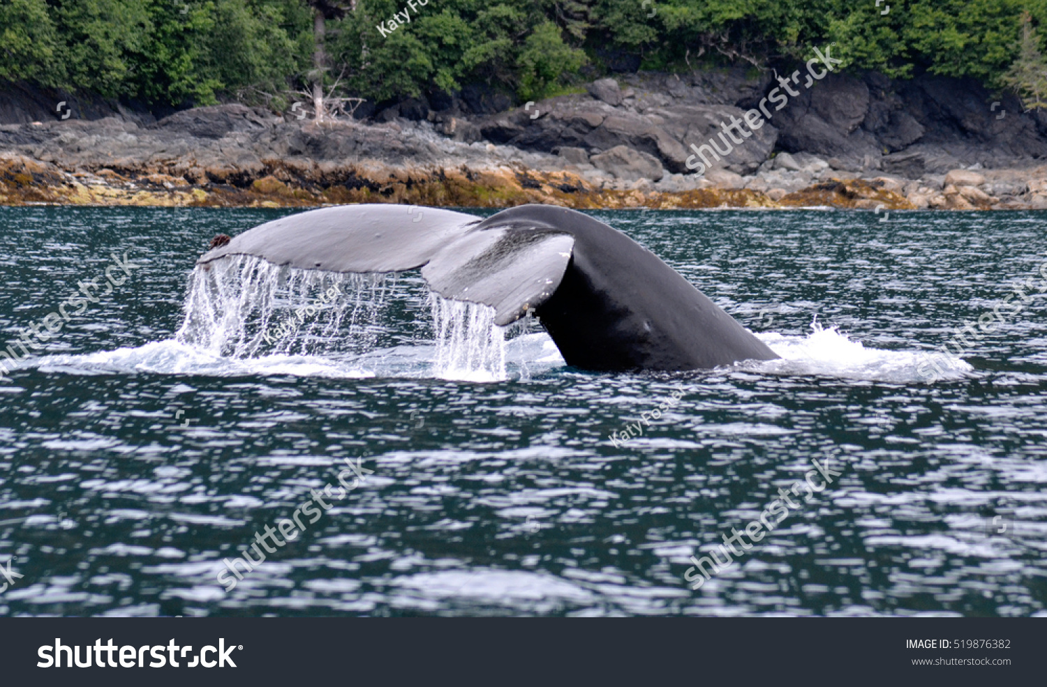 Humpback Whale Diving Alaska Stock Photo Shutterstock