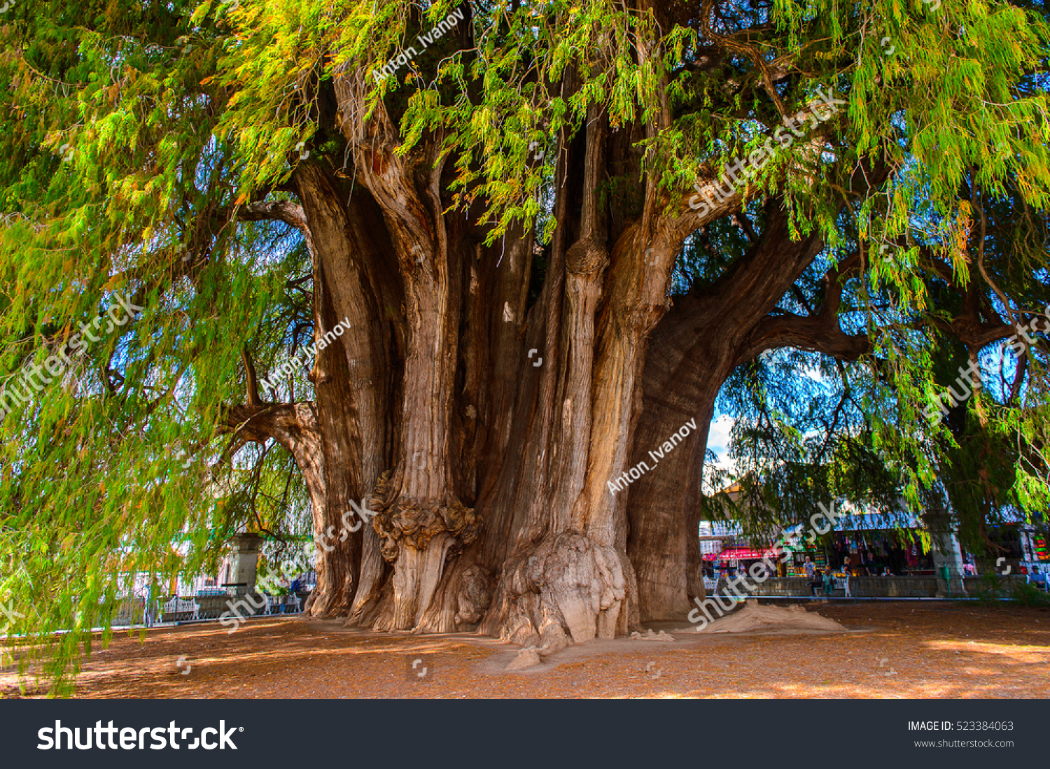 Im Genes De Tule Tree Im Genes Fotos Y Vectores De Stock