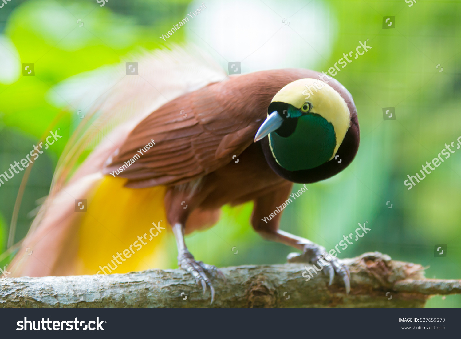 Bird Paradise Papua New Guinea Images Stock Photos Vectors