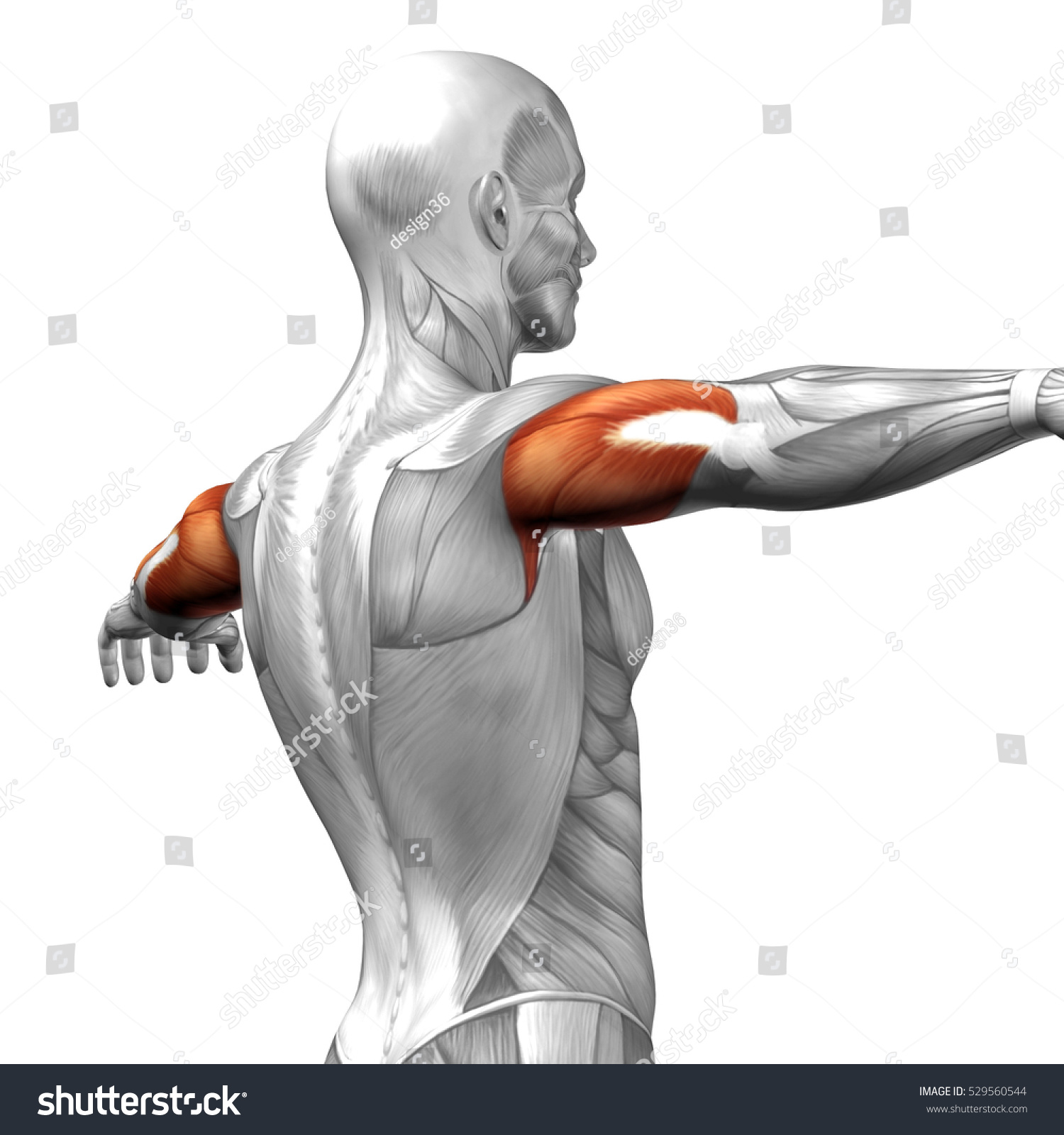 Concept Conceptual D Illustration Triceps Human Stock Illustration