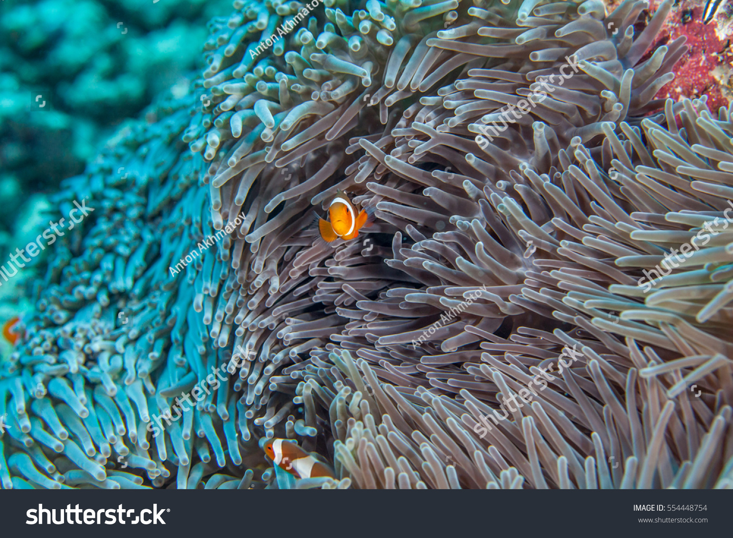 Clownfish Closeup Sipadan Island Celebes Sea Stock Photo