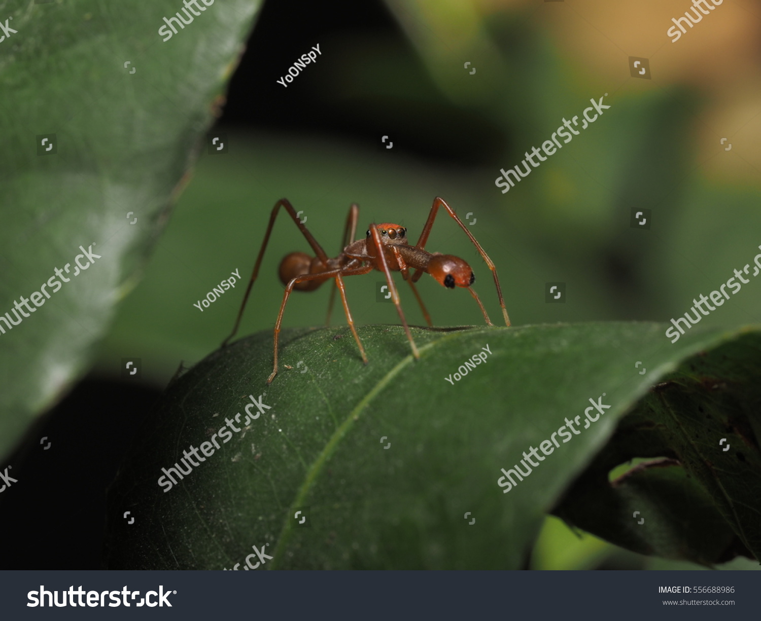 Myrmarachne Plataleoides Kerengga Antlike Jumper This