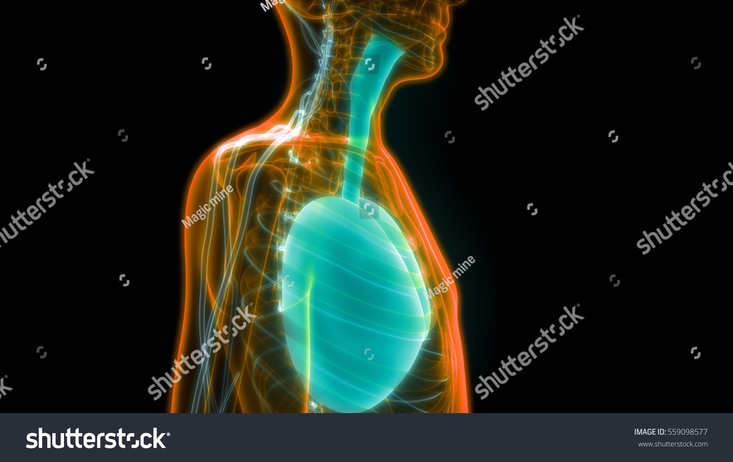 Human Body Organs Lungs Nervous System ilustración de stock 559098577