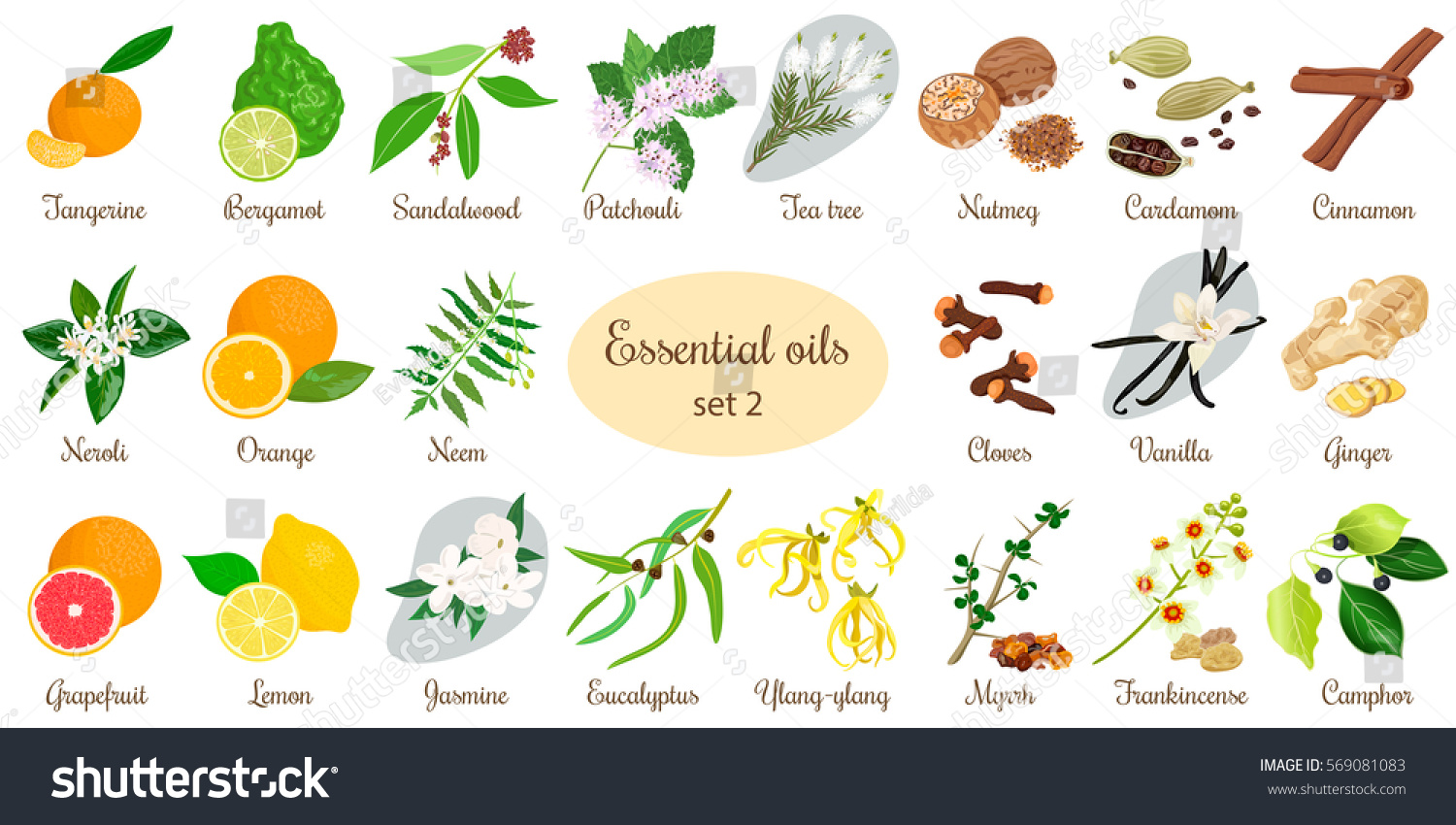 Big Vector Set Essential Oil Plants Stock Vector Royalty Free