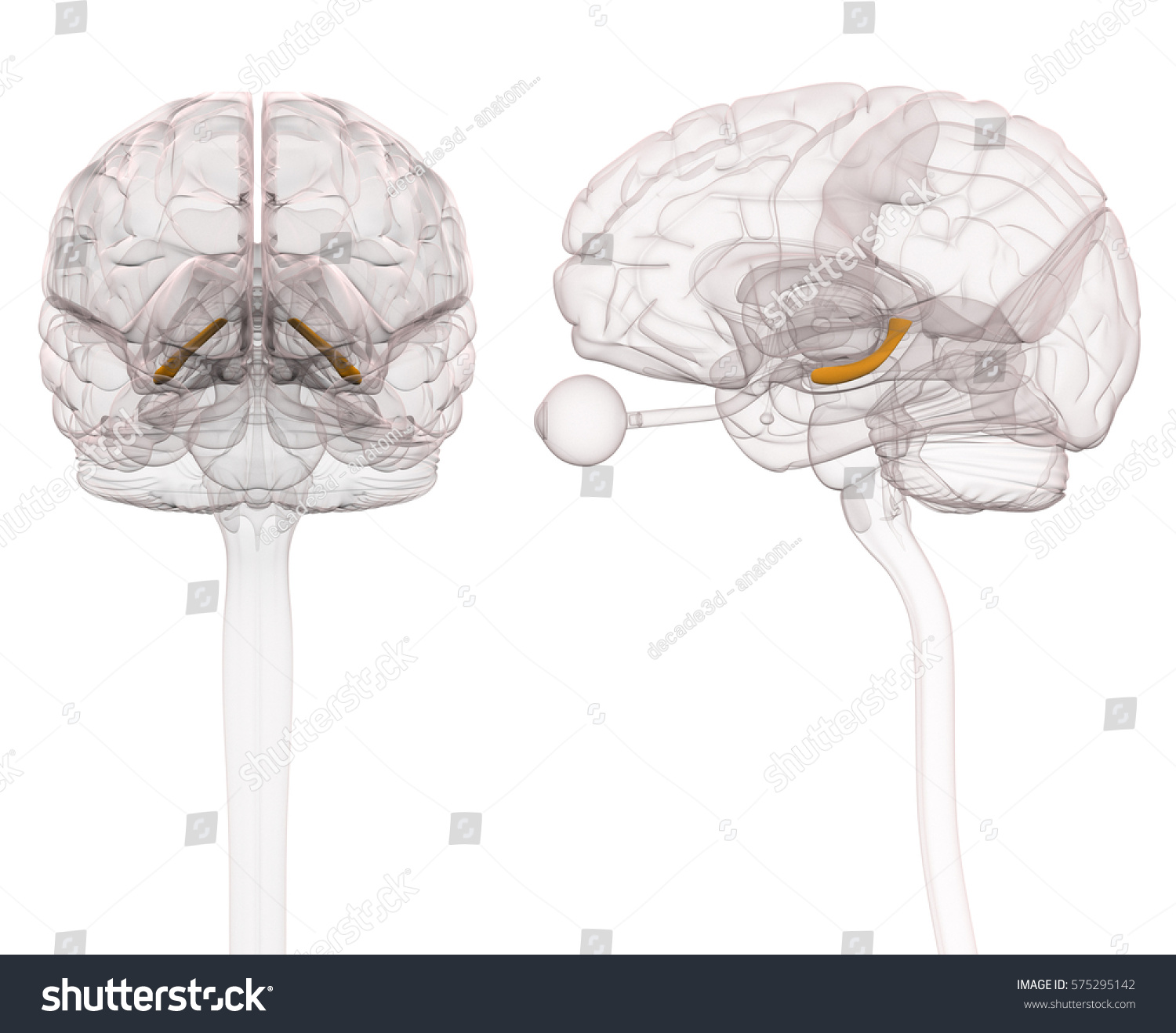 Hippocampus Brain Anatomy D Illustration Stock Illustration