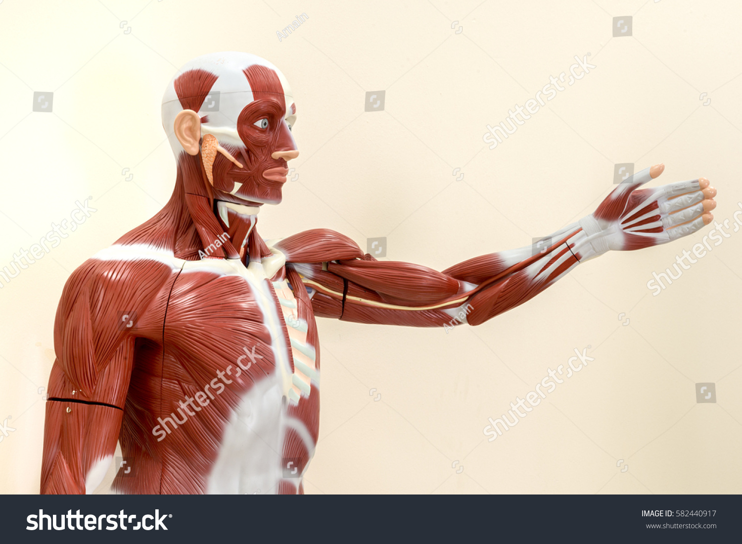 Human Muscles Anatomy Model Isolated